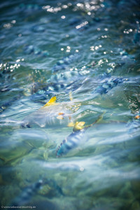 Hochzeitsfotograf Seychellen Hochzeit Sebastian Mühlig Fotograf Hamburg Hochzeit