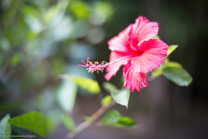 Hochzeitsfotograf Seychellen Hochzeit Sebastian Mühlig Fotograf Hamburg Hochzeit