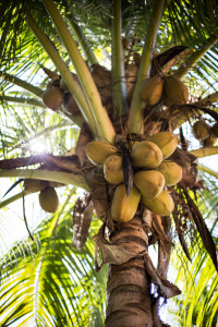 Hochzeitsfotograf Seychellen Hochzeit Sebastian Mühlig Fotograf Hamburg Hochzeit