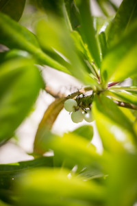 Hochzeitsfotograf Seychellen Hochzeit Sebastian Mühlig Fotograf Hamburg Hochzeit
