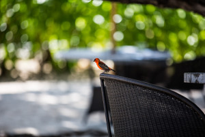Hochzeitsfotograf Seychellen Hochzeit Sebastian Mühlig Fotograf Hamburg Hochzeit