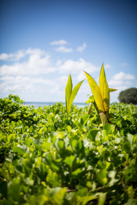 Hochzeitsfotograf Seychellen Hochzeit Sebastian Mühlig Fotograf Hamburg Hochzeit