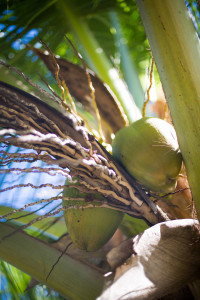 Hochzeitsfotograf Seychellen Hochzeit Sebastian Mühlig Fotograf Hamburg Hochzeit