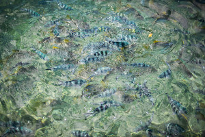 Hochzeitsfotograf Seychellen Hochzeit Sebastian Mühlig Fotograf Hamburg Hochzeit